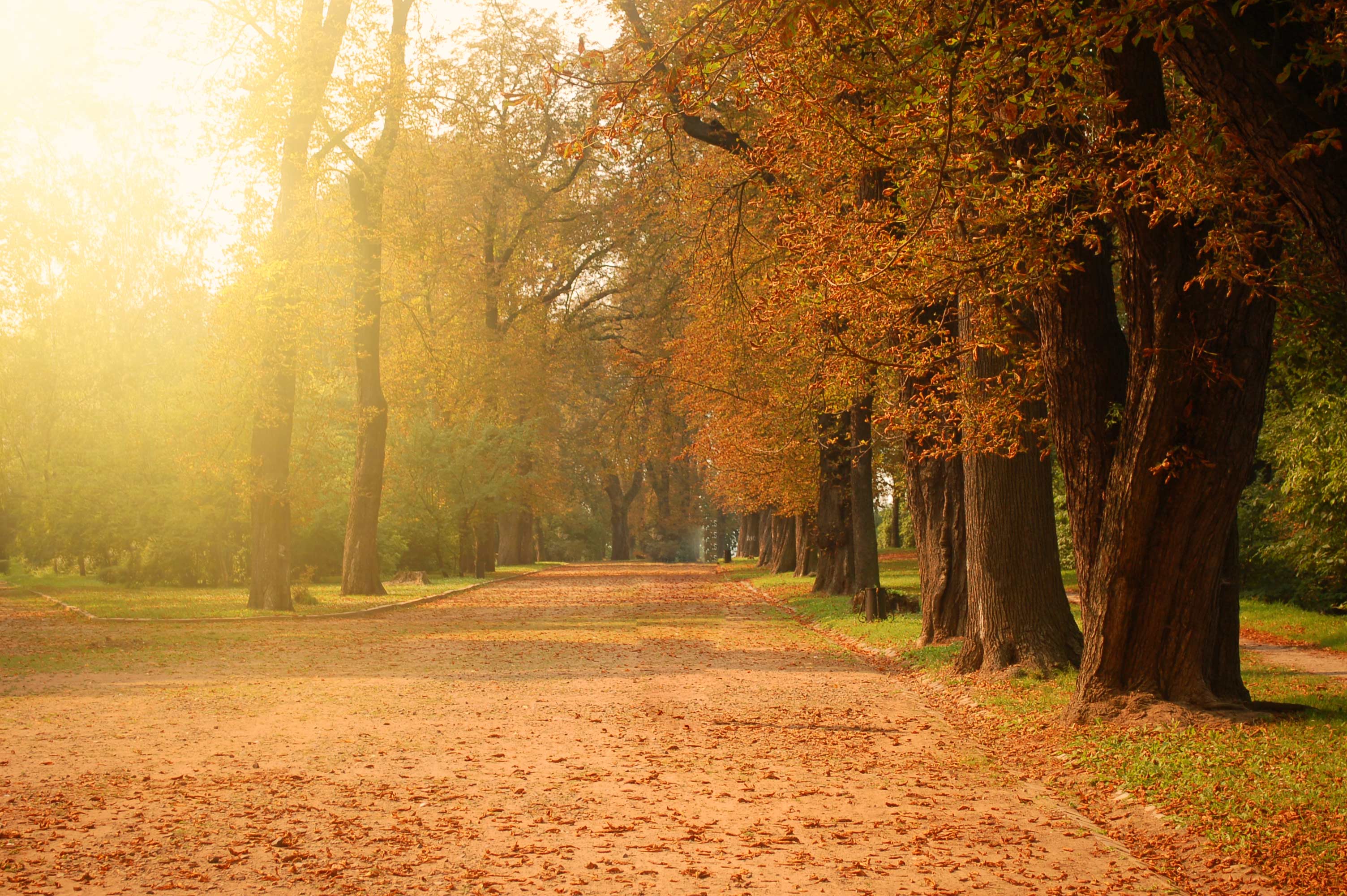 Autumn Leaf Blowing