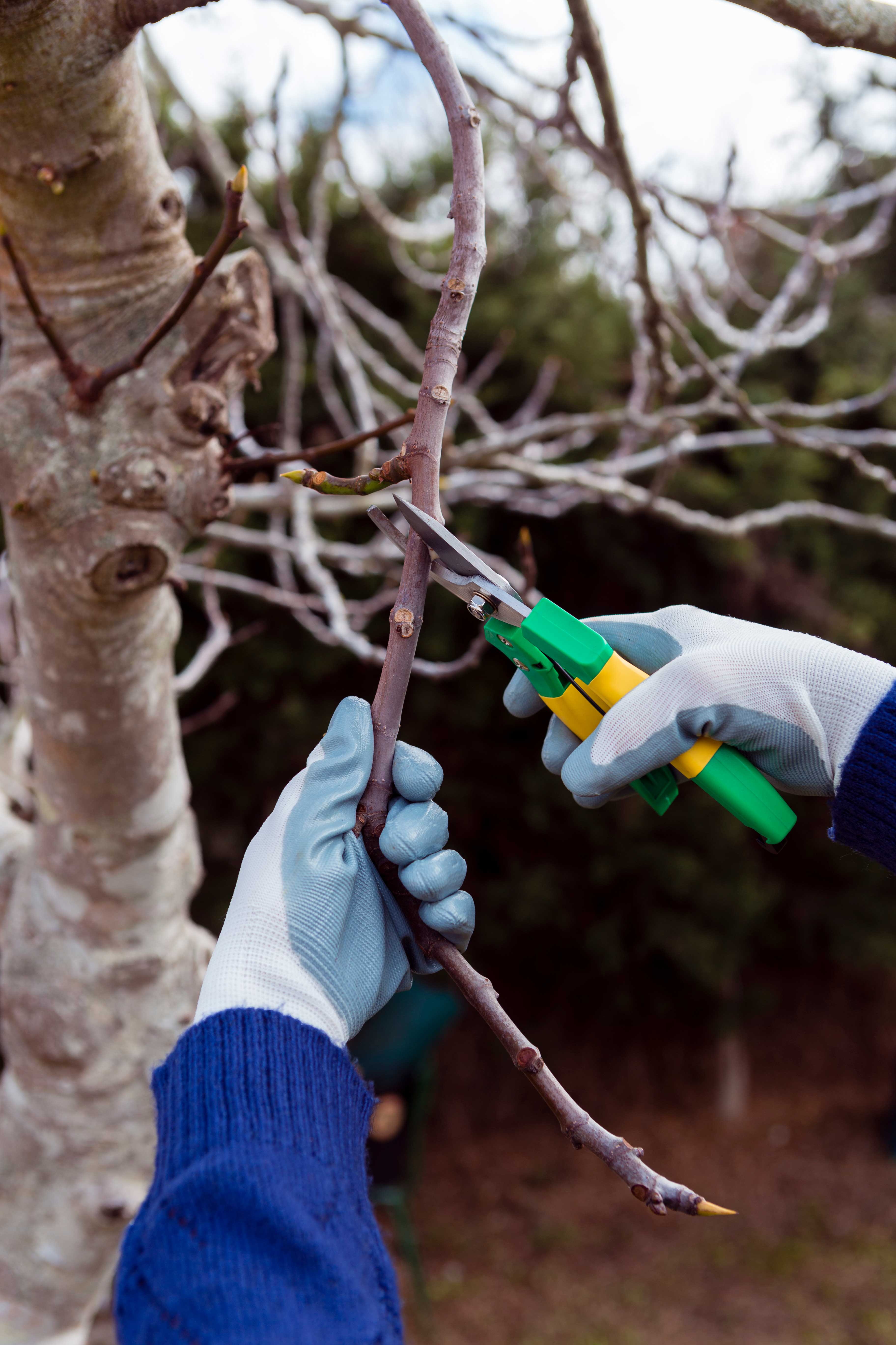 Tree Surgery