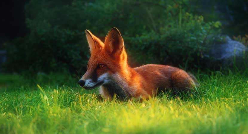 Wildlife